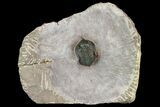 Pseudocryphaeus (Cryphina) Trilobite - Lghaft, morocco #153909-2